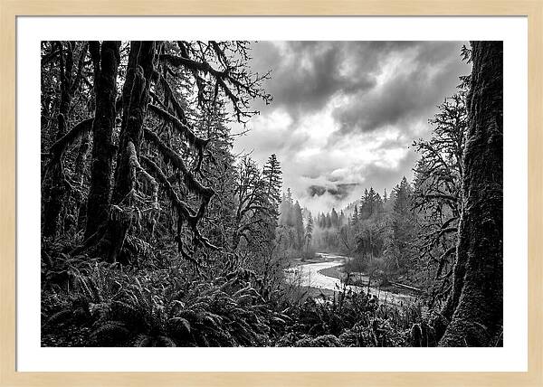 Hoh Rainforest Woodland Vista