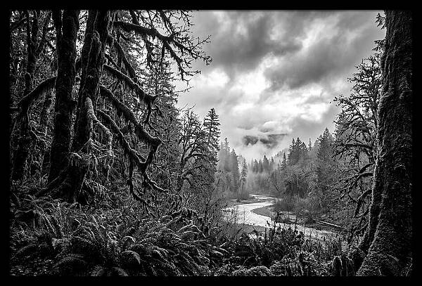 Hoh Rainforest Woodland Vista