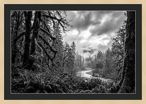 Hoh Rainforest Woodland Vista