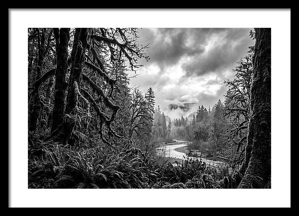 Hoh Rainforest Woodland Vista