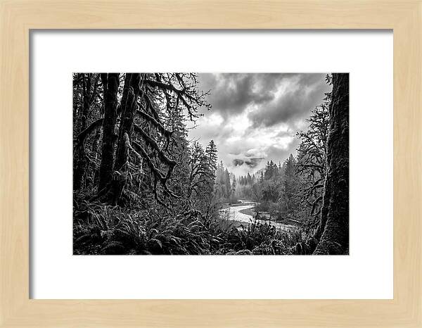 Hoh Rainforest Woodland Vista