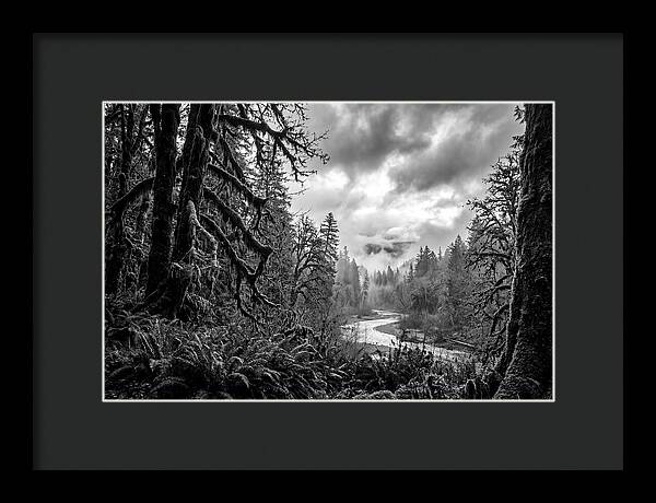 Hoh Rainforest Woodland Vista