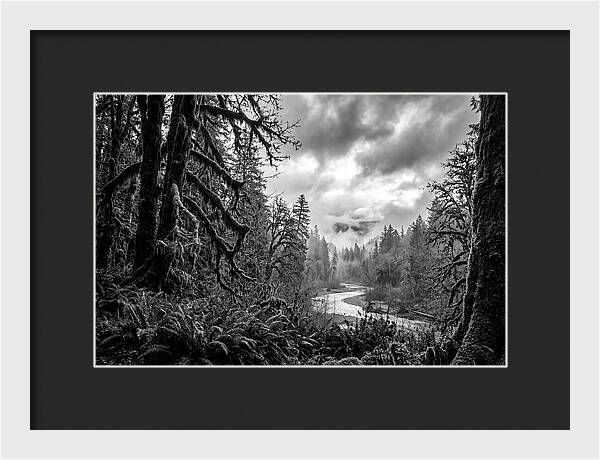 Hoh Rainforest Woodland Vista