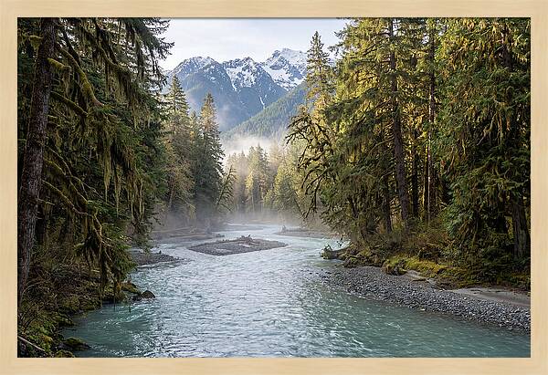 Hoh River Valley Serenity