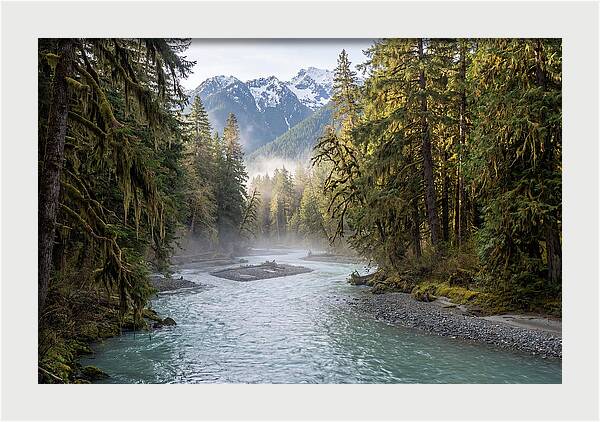 Hoh River Valley Serenity