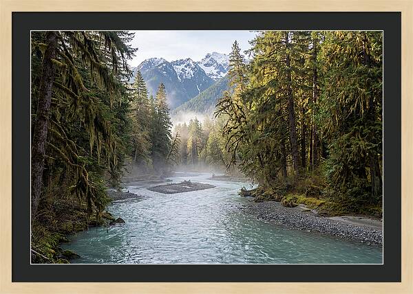 Hoh River Valley Serenity