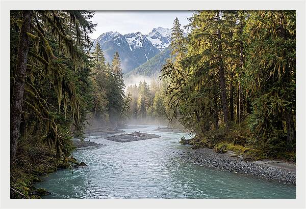 Hoh River Valley Serenity