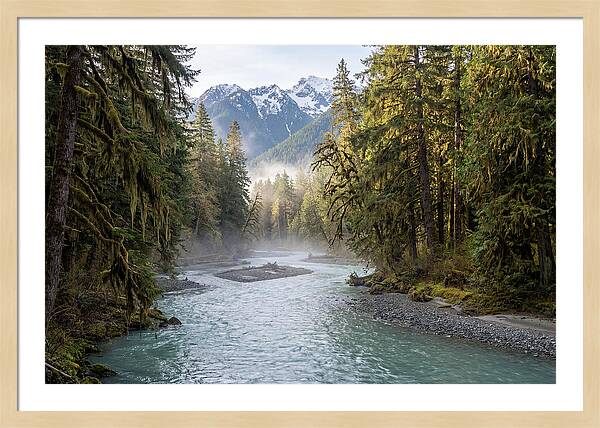 Hoh River Valley Serenity