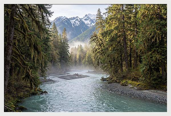 Hoh River Valley Serenity
