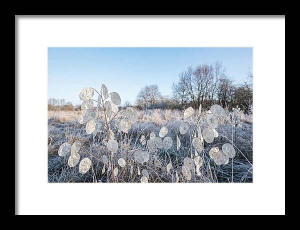 Honesty Seed Pods In Frosted Landscape