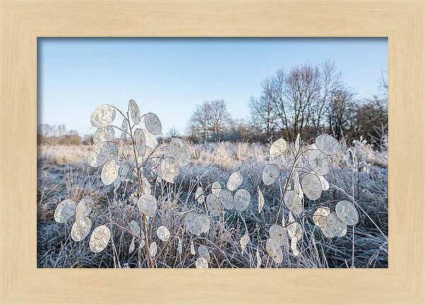 Honesty Seed Pods In Frosted Landscape