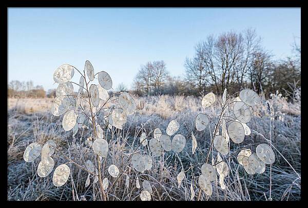 Honesty Seed Pods In Frosted Landscape