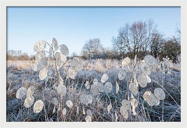 Honesty Seed Pods In Frosted Landscape