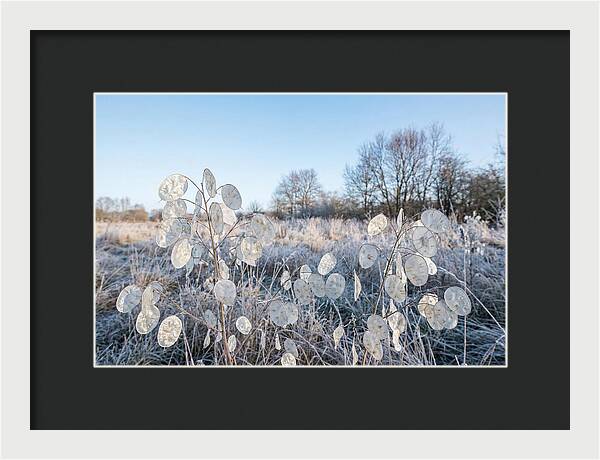 Honesty Seed Pods In Frosted Landscape