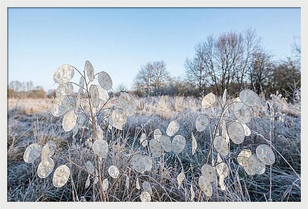 Honesty Seed Pods In Frosted Landscape