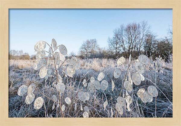Honesty Seed Pods In Frosted Landscape