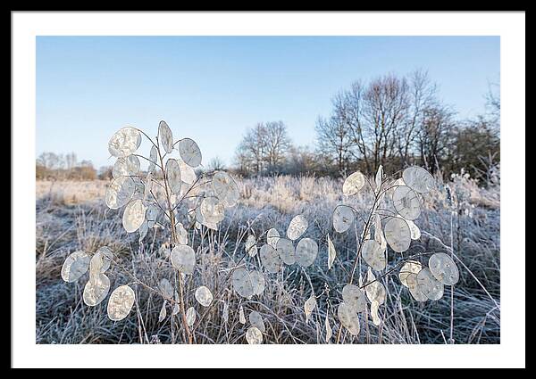 Honesty Seed Pods In Frosted Landscape
