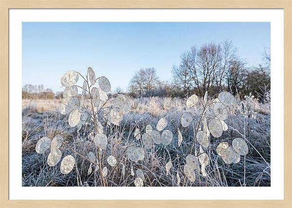 Honesty Seed Pods In Frosted Landscape