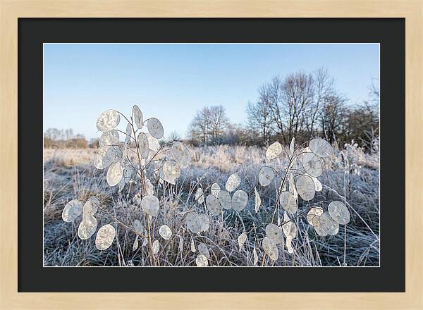Honesty Seed Pods In Frosted Landscape