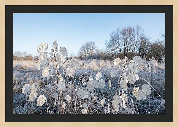 Honesty Seed Pods In Frosted Landscape