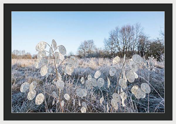 Honesty Seed Pods In Frosted Landscape