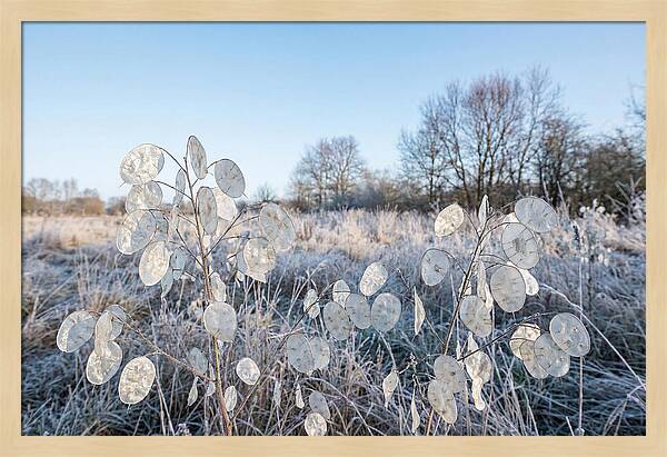 Honesty Seed Pods In Frosted Landscape