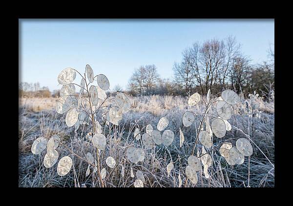 Honesty Seed Pods In Frosted Landscape