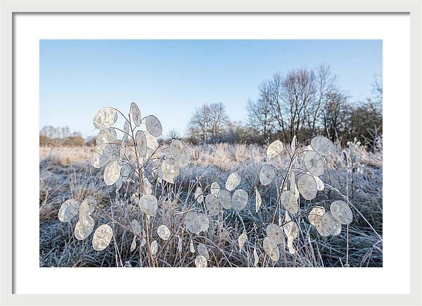 Honesty Seed Pods In Frosted Landscape
