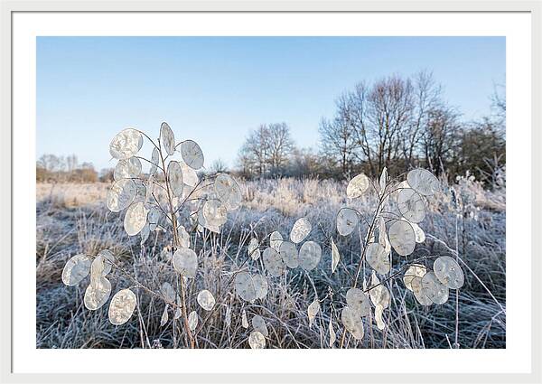 Honesty Seed Pods In Frosted Landscape