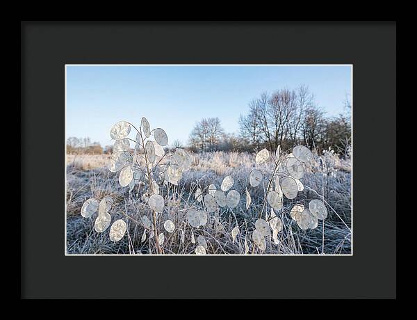 Honesty Seed Pods In Frosted Landscape