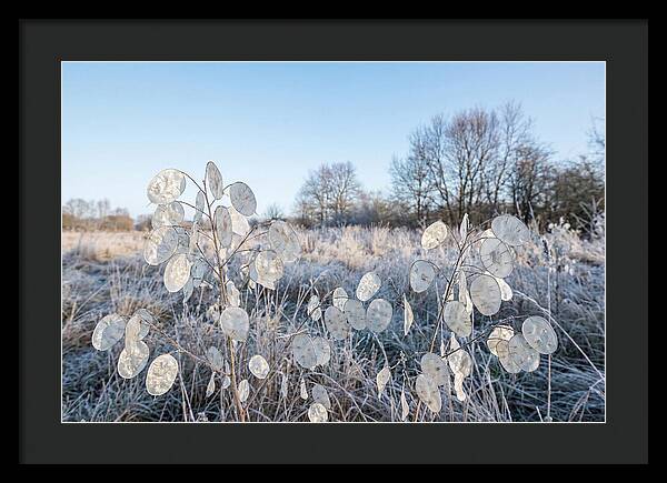 Honesty Seed Pods In Frosted Landscape