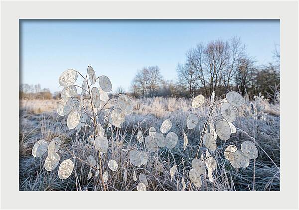 Honesty Seed Pods In Frosted Landscape