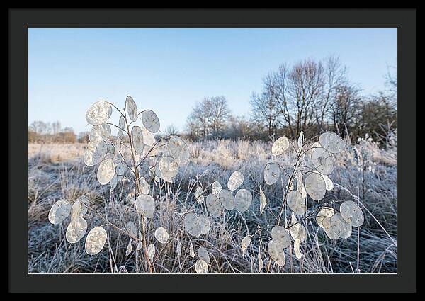 Honesty Seed Pods In Frosted Landscape