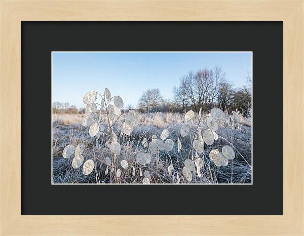 Honesty Seed Pods In Frosted Landscape