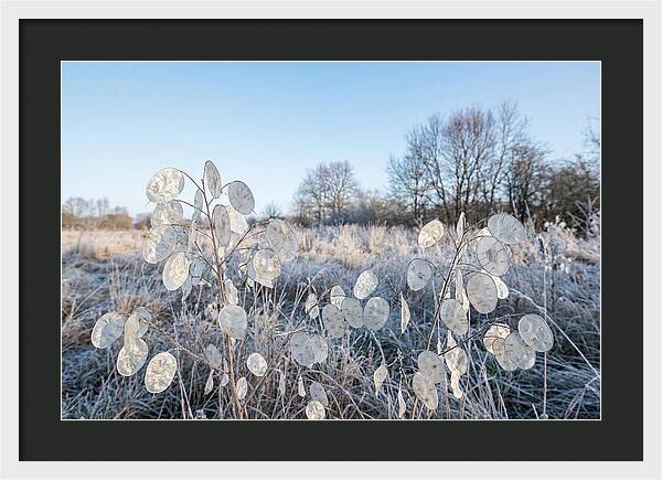 Honesty Seed Pods In Frosted Landscape