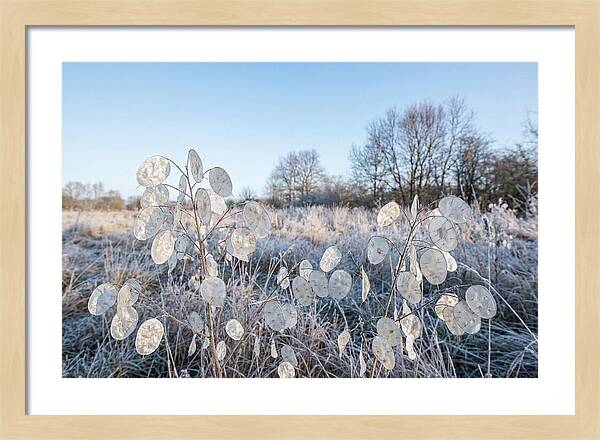 Honesty Seed Pods In Frosted Landscape