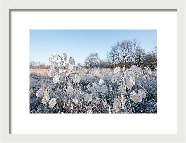 Honesty Seed Pods In Frosted Landscape