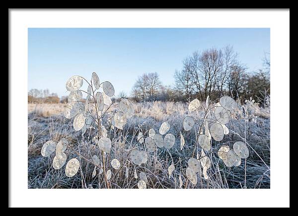 Honesty Seed Pods In Frosted Landscape