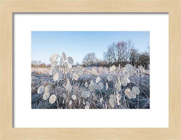 Honesty Seed Pods In Frosted Landscape