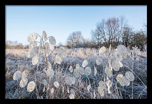 Honesty Seed Pods In Frosted Landscape