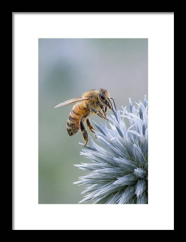 Honeybee Gathering Pollen From Bloom