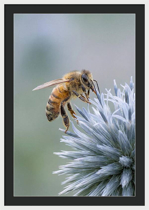 Honeybee Gathering Pollen From Bloom