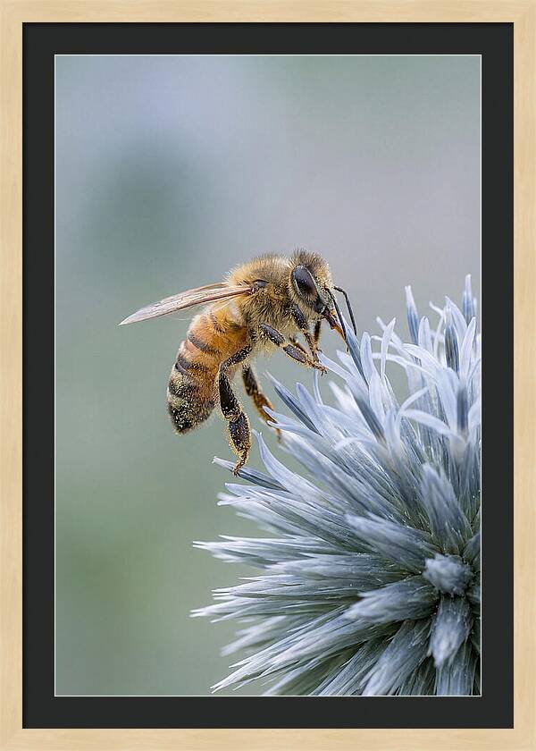 Honeybee Gathering Pollen From Bloom