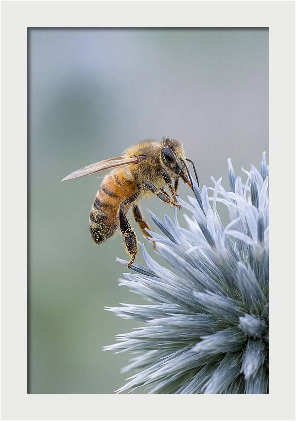 Honeybee Gathering Pollen From Bloom