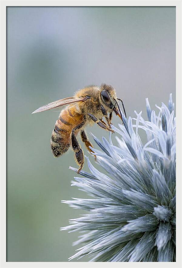 Honeybee Gathering Pollen From Bloom