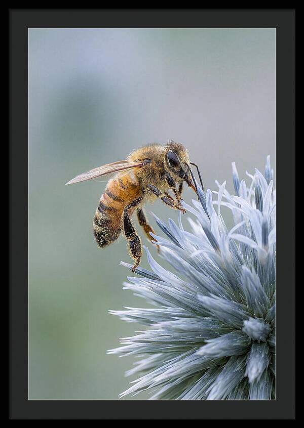Honeybee Gathering Pollen From Bloom
