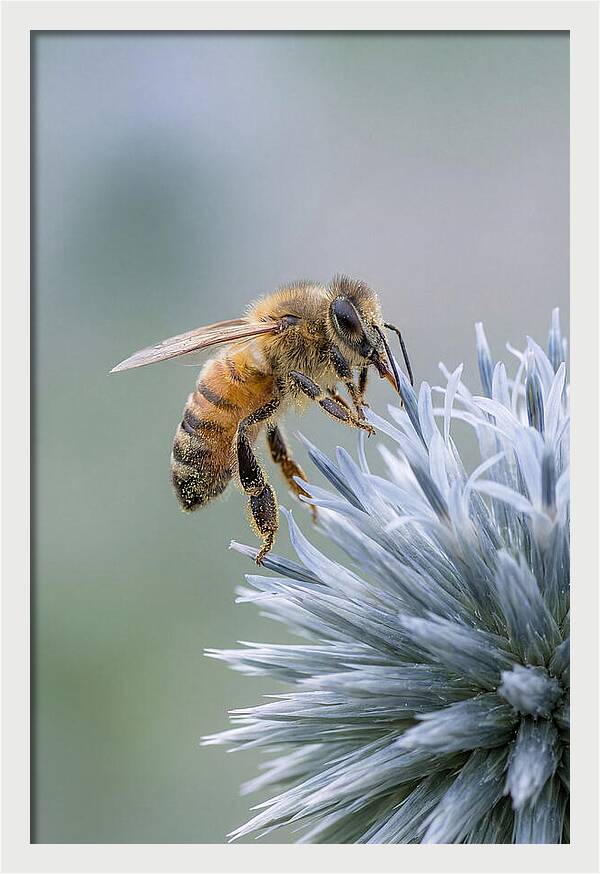 Honeybee Gathering Pollen From Bloom