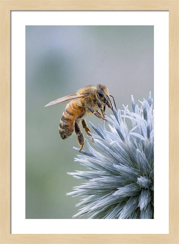 Honeybee Gathering Pollen From Bloom