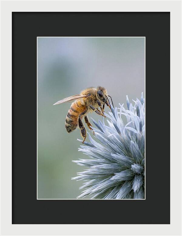 Honeybee Gathering Pollen From Bloom