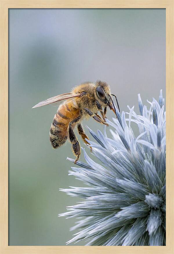 Honeybee Gathering Pollen From Bloom